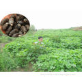 Field Growing Jatropha curcas seeds for sale